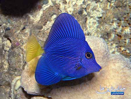 معرفی جراح ماهی بنفش