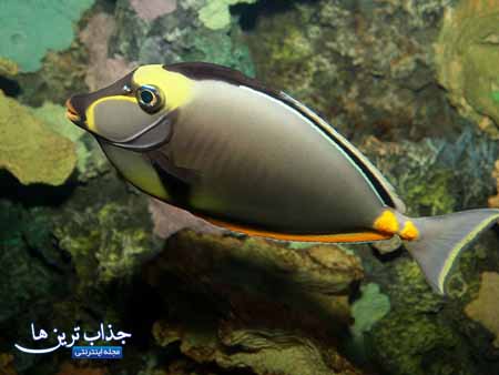 معرفی جراح ماهی ناسو