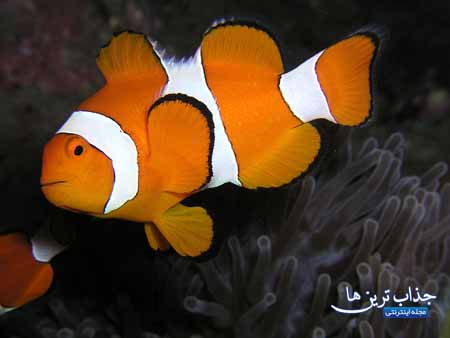 معرفی دلقک ماهی اسلاریس