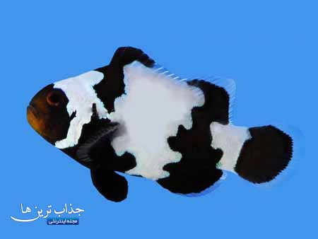 معرفی دلقک ماهی بلک ایس