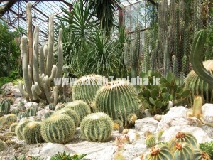 Echinocactus-grusonii