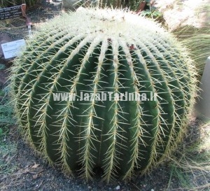 Echinocactus grusoniiکاکتوس