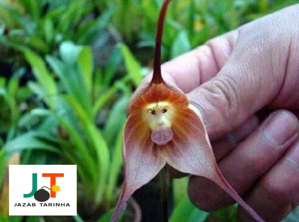 تصاویر عجیب ارکیده صورتی میمونی