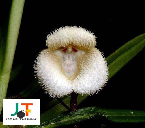 ارکیده های زیبا