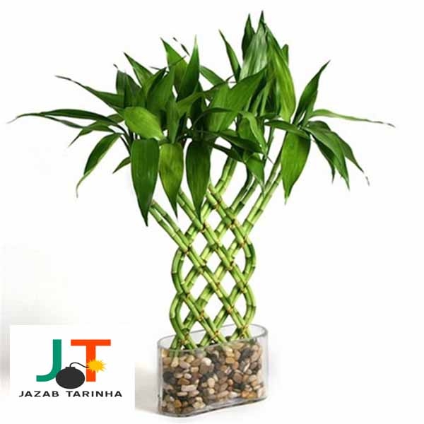 پرورش لاکی بامبو