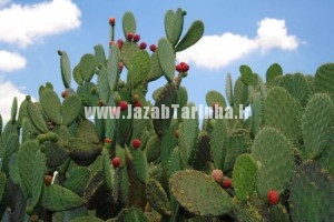 کاکتوسکده