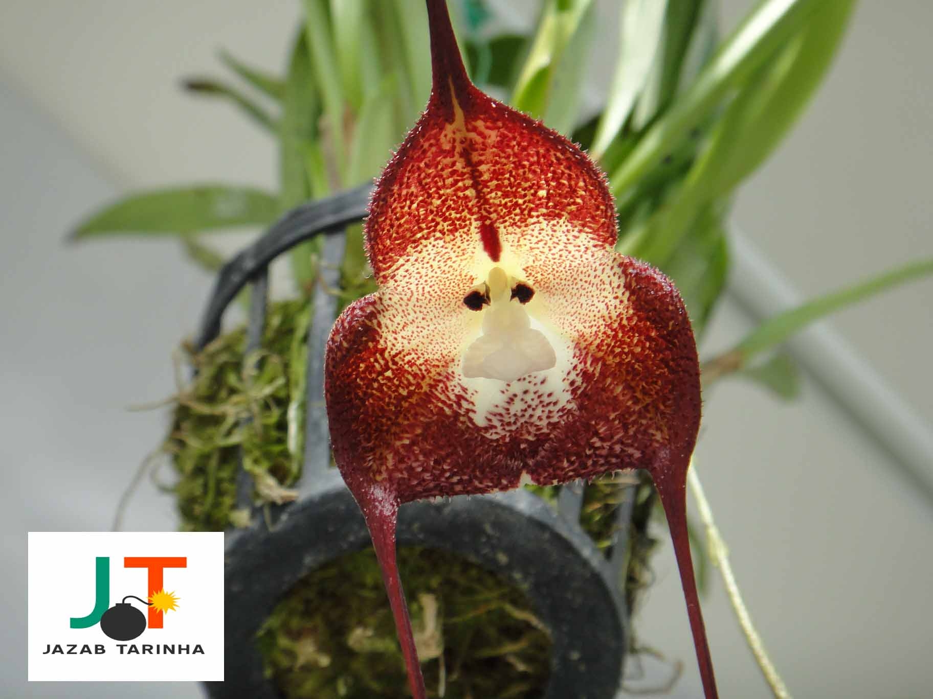 تصاویر عجیب ارکیده صورتی میمونی